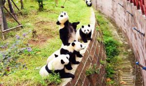 [LỄ 30/04 - 01/05] TRUNG QUỐC: THÀNH ĐÔ - CỬU TRẠI CÂU - GẤU TRÚC - LẠC SƠN